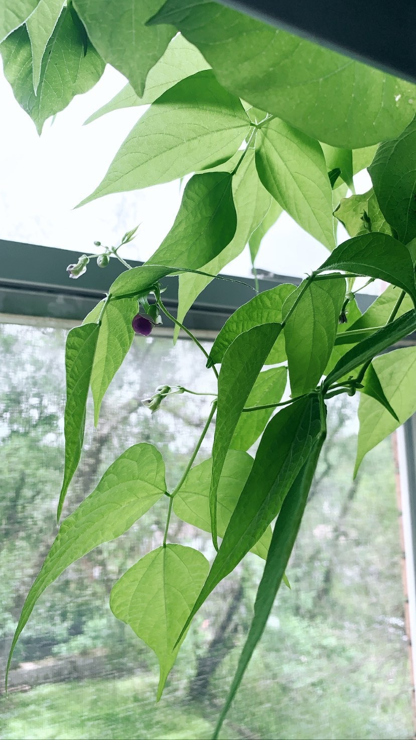 Gardening: A Brief Introduction